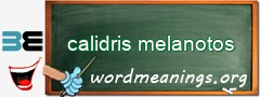 WordMeaning blackboard for calidris melanotos